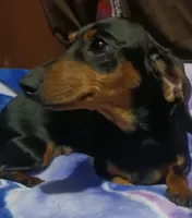Luna, a female Miniature Dachshund for sale in Staples, MN – 3 of 4