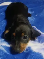 Luna, a female Miniature Dachshund for sale in Staples, MN – 2 of 4