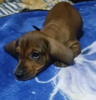 Diamond , a female Miniature Dachshund for sale in Staples, MN – 3 of 3