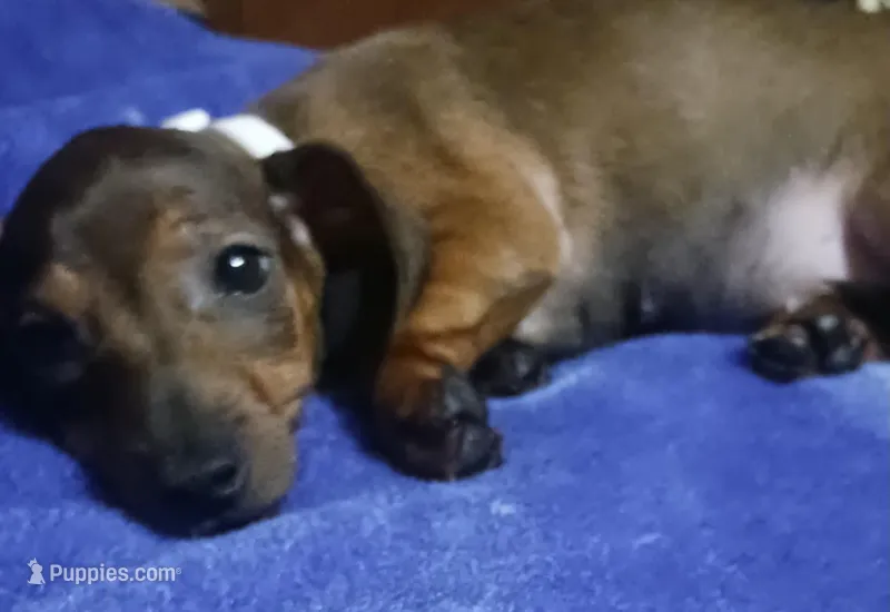 Lulu – Miniature Dachshund puppy for sale in Staples, MN