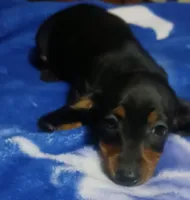 Luna, a female Miniature Dachshund for sale in Staples, MN – 4 of 4