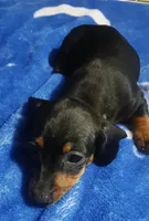 Jojo, a female Miniature Dachshund for sale in Staples, MN – 2 of 2