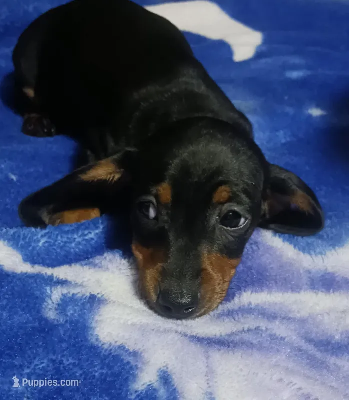 Luna – Miniature Dachshund puppy for sale in Staples, MN
