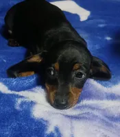 Luna, a female Miniature Dachshund for sale in Staples, MN – 1 of 4