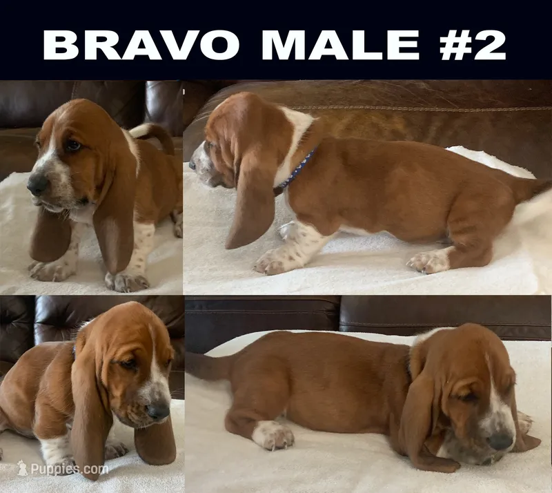 Bravo Male #2 – Basset Hound puppy for sale in Buchanan, MI