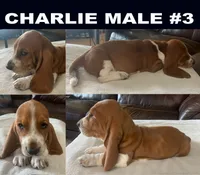 Charlie Male #3, a male Basset Hound for sale in Buchanan, MI – 1 of 2