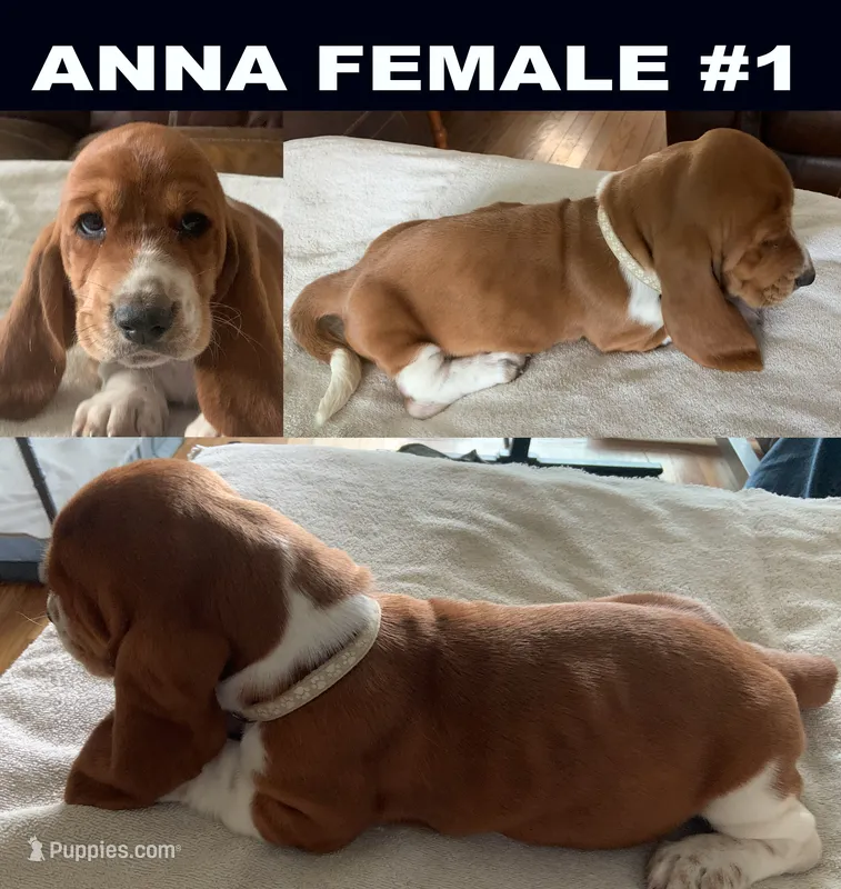 Anna Female #1 – Basset Hound puppy for sale in Buchanan, MI