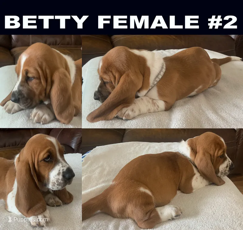 Betty Female #2 – Basset Hound puppy for sale in Buchanan, MI