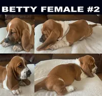 Betty Female #2, a female Basset Hound for sale in Buchanan, MI – 1 of 2