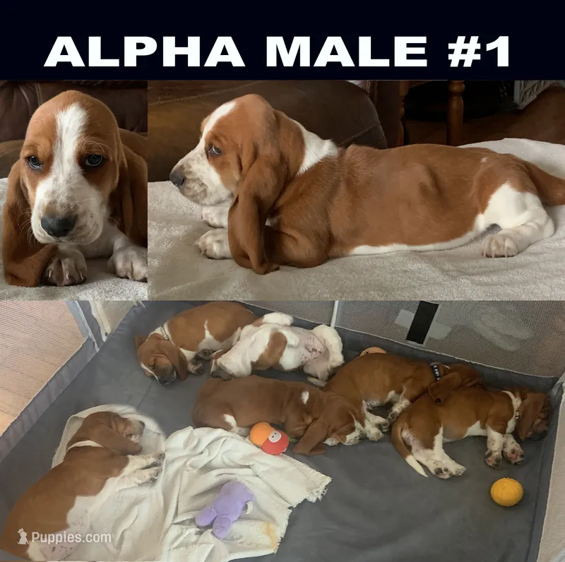 Alpha Male #1 – Basset Hound puppy for sale in Buchanan, MI