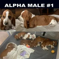 Alpha Male #1, a male Basset Hound for sale in Buchanan, MI – 1 of 2