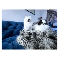 Chloe, a female Pomeranian for sale in California, CA – Photo 3 of 4