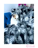 Chloe, a female Pomeranian for sale in California, CA – Photo 1 of 4