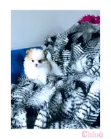 Chloe, a female Pomeranian for sale in California, CA – Photo 2 of 4