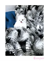 Casper, a female Pomeranian for sale in California, CA – Photo 1 of 4