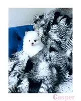 Casper, a female Pomeranian for sale in California, CA – Photo 2 of 4