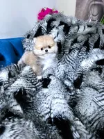 Tiny Pinocchio, a male Pomeranian for sale in California, CA – Photo 2 of 5