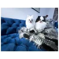 Casper , a male Pomeranian for sale in California, CA – Photo 10 of 10