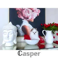 Casper , a male Pomeranian for sale in California, CA – Photo 2 of 10