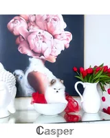 Casper , a male Pomeranian for sale in California, CA – Photo 6 of 10