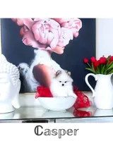 Casper , a male Pomeranian for sale in California, CA – Photo 8 of 10