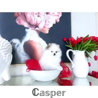 Casper , a male Pomeranian for sale in California, CA – Photo 4 of 10