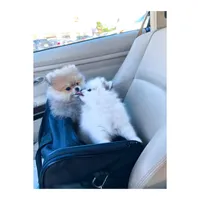 Casper , a male Pomeranian for sale in California, CA – Photo 5 of 10