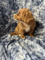 Jellybean , a female Poodle - Toy  for sale in Macedon, NY – Photo 3 of 6