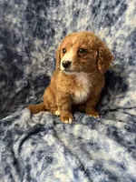 Jellybean , a female Poodle - Toy  for sale in Macedon, NY – Photo 1 of 6