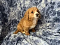 Jellybean , a female Poodle - Toy  for sale in Macedon, NY – Photo 5 of 6