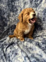 Jellybean , a female Poodle - Toy  for sale in Macedon, NY – Photo 6 of 6