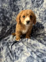Jellybean , a female Poodle - Toy  for sale in Macedon, NY – Photo 2 of 6