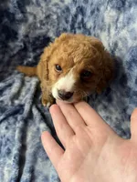 Jellybean , a female Poodle - Toy  for sale in Macedon, NY – Photo 4 of 6