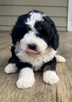 Wilma Girl 1, a female Poodle - Toy  and Bernedoodle for sale in Russiaville, IN – 3 of 7
