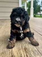 Wilma Girl 2, a female Poodle - Toy  and Bernedoodle for sale in Russiaville, IN – 4 of 7