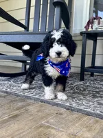 Wilma Girl 1, a female Poodle - Toy  and Bernedoodle for sale in Russiaville, IN – 2 of 7