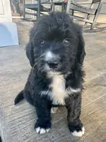 F1 Minibernedoodle Boy, a male Miniature Bernedoodle for sale in Russiaville, IN – 4 of 5