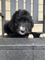 F1 Minibernedoodle Boy, a male Miniature Bernedoodle for sale in Russiaville, IN – 3 of 5