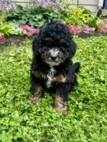 Wilma Girl 2, a female Poodle - Toy  and Bernedoodle for sale in Russiaville, IN – 6 of 7