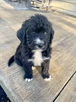 F1 Minibernedoodle Boy, a male Miniature Bernedoodle for sale in Russiaville, IN – 5 of 5