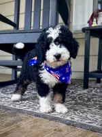 Wilma Girl 1, a female Poodle - Toy  and Bernedoodle for sale in Russiaville, IN – 1 of 7