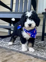 Wilma Girl 1, a female Poodle - Toy  and Bernedoodle for sale in Russiaville, IN – 4 of 7
