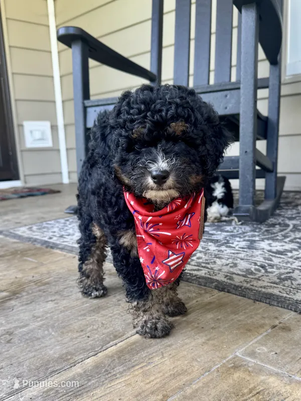 Wilma Girl 2 – Poodle - Toy , Bernedoodle puppy for sale in Russiaville, IN