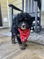 Wilma Girl 2, a female Poodle - Toy  and Bernedoodle for sale in Russiaville, IN – 1 of 7