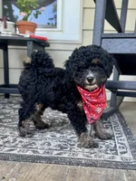 Wilma Girl 2, a female Poodle - Toy  and Bernedoodle for sale in Russiaville, IN – 3 of 7