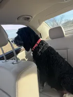 Mia, a female Bernedoodle and Poodle - Standard  for sale in Russiaville, IN – Photo 2 of 2