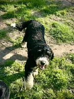 Mia, a female Bernedoodle and Poodle - Standard  for sale in Russiaville, IN – 3 of 3