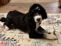 Mia, a female Bernedoodle and Poodle - Standard  for sale in Russiaville, IN – Photo 1 of 2