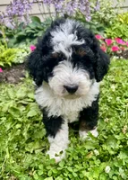 Wilma Girl 1, a female Poodle - Toy  and Bernedoodle for sale in Russiaville, IN – 5 of 7