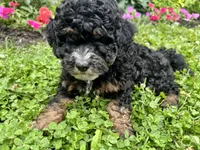 Wilma Girl 2, a female Poodle - Toy  and Bernedoodle for sale in Russiaville, IN – 7 of 7